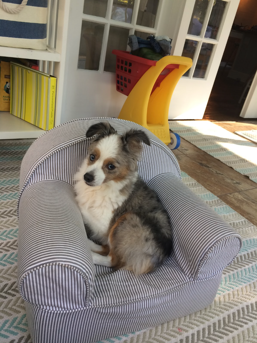 photo of a small black/white/brown dog sitting in a child size seersucker chair in a room with toys