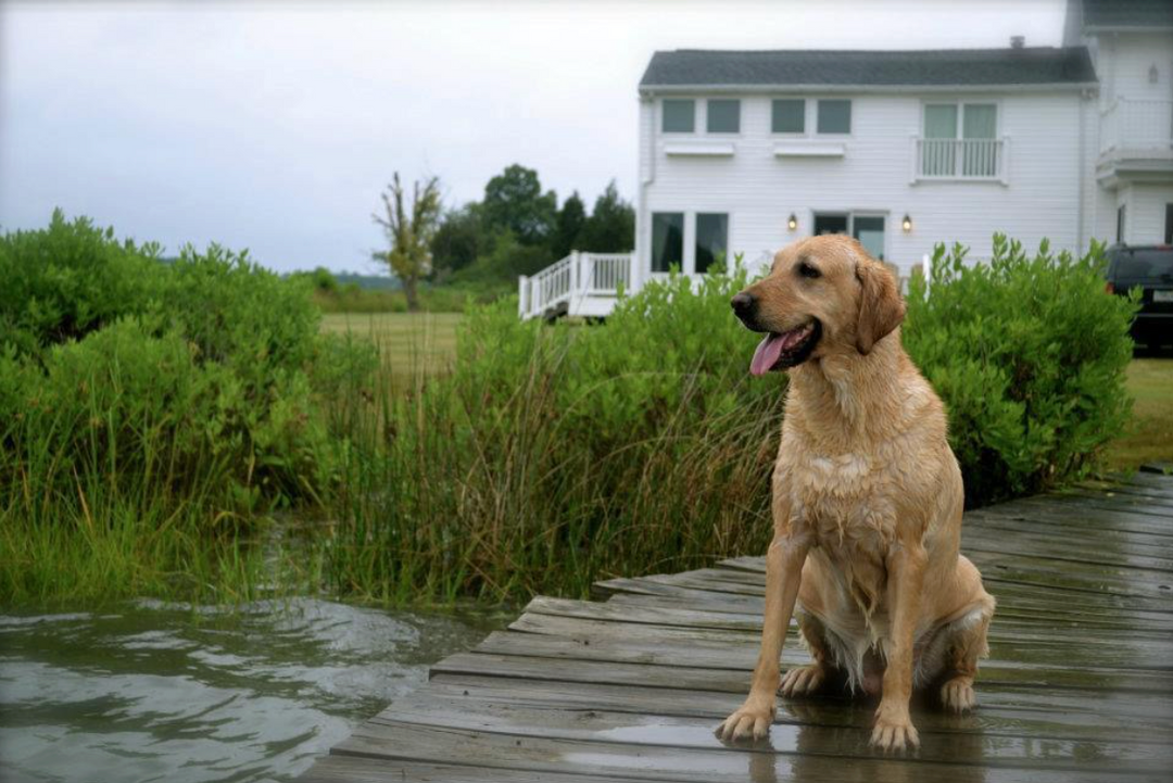 Photo of a dog sitting on a wooden walkway over a pond with a white house in the background