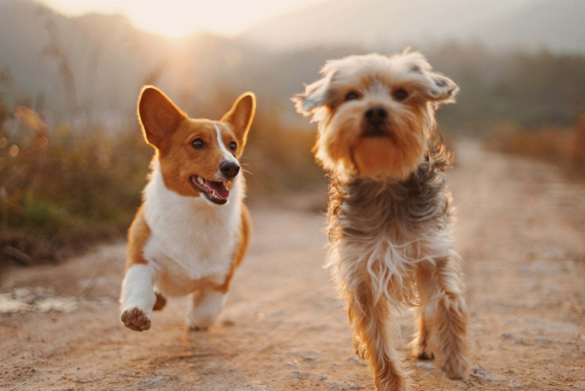 photo of a brown and white colored corgi walking next to a brown terrier on a dirt path