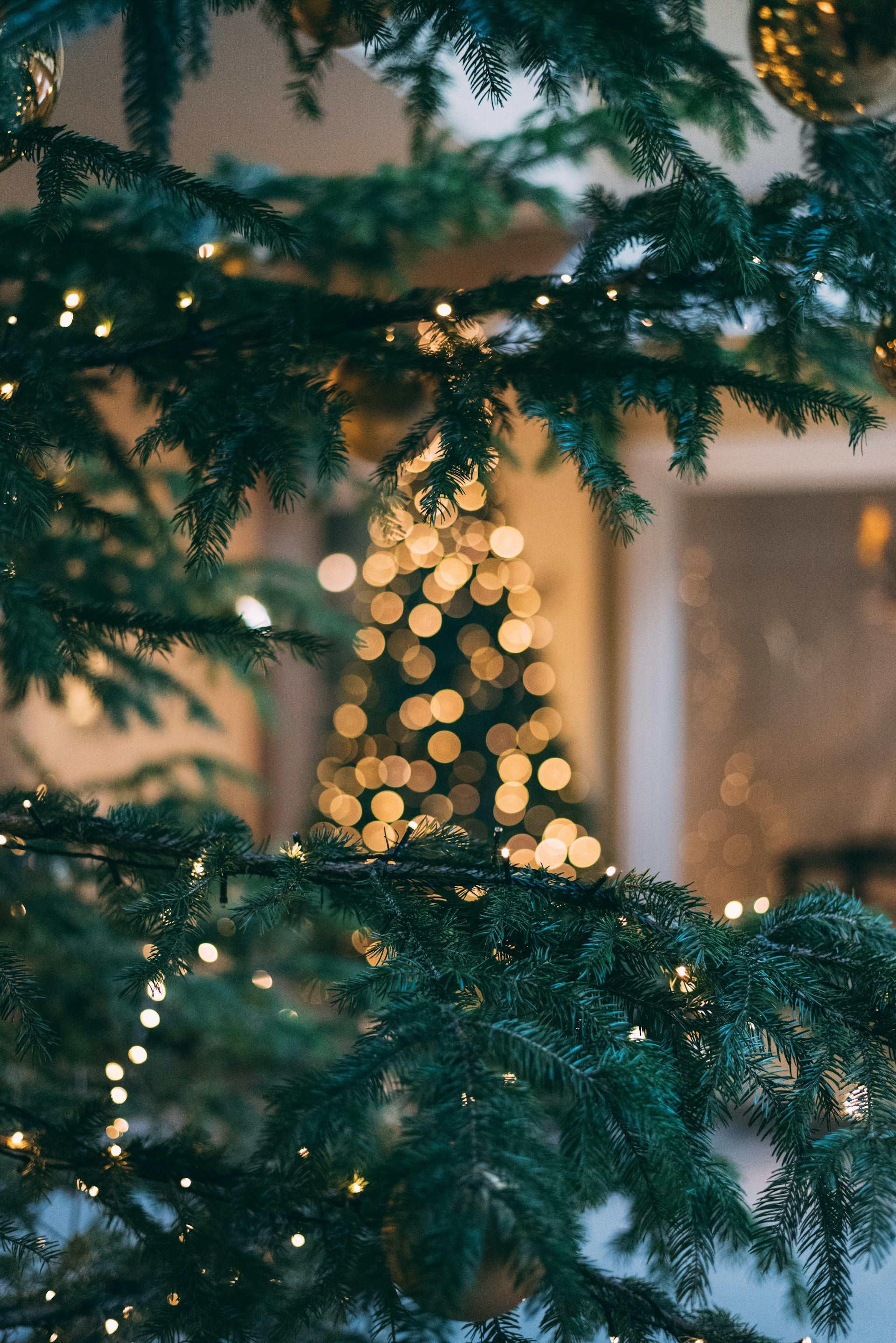 photo of the branches of pine tree up close with a out of focus Christmas tree with lights behind it